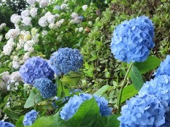 曹洞宗 三輪山 廣慶寺